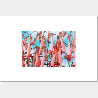 Phygelius × rectus  Somerford Funfair Orange = 'Yapor'  Somerford Funfair Series  Cape fuchsia Posters and Art